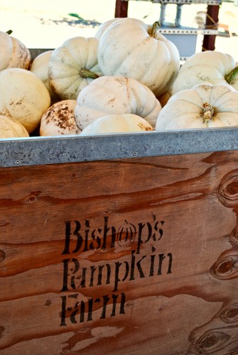 Bishops Pumpkin Farm in Nicolaus
