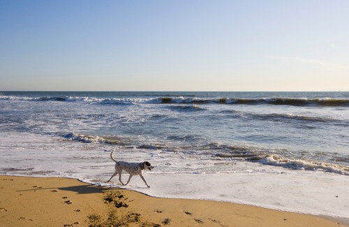 Huntington Dog Beach in Orange County