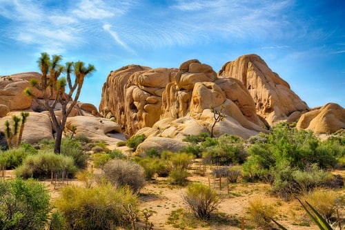 Joshua Tree National Park in San Bernardino