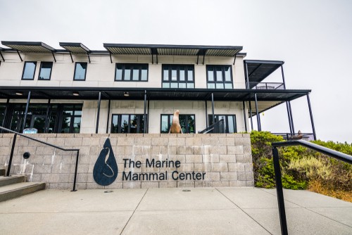 Pacific Marine Mammal Center in Orange County