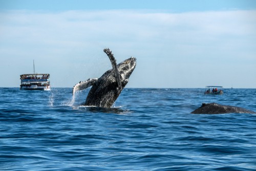 Whale Watching Cruise from Newport Beach in Orange County