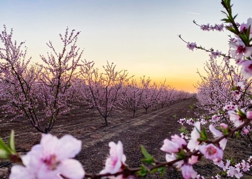 Fresno Blossom Trail in Fresno County