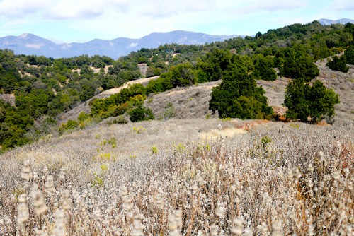 ojai olive oil